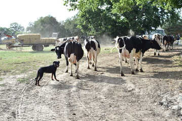 Des vaches laiti&egrave;res dans une exploitation agricole en France