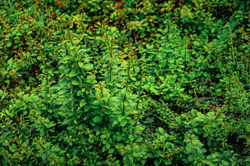 Fototapeta premium Background with bright, saturated green leaves