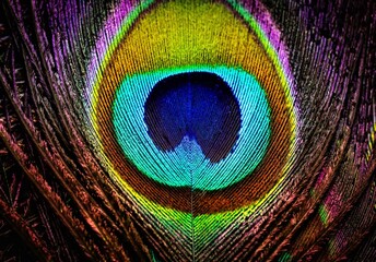 Beautiful peacock feather abstract texture. Peafowl feather. Mor pankh. Beautiful art. Feather....