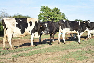 Vaches laitières dans une exploitations agricoles du Berry, France, Europe Août 2022