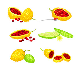 Momordica Charantia or Bitter Melon as Tropical Vine with Edible Fruit Vector Set