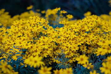 yellow flowers