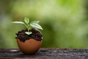 Growth of the eggshell plant on nature background.