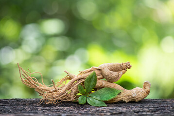 Ginseng and eleutherococcus trifoliatus leaf on nature background.