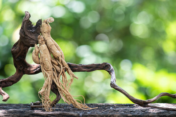 Ginseng or Panax ginseng on bokeh nature background.
