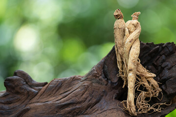 Ginseng or Panax ginseng on bokeh nature background.