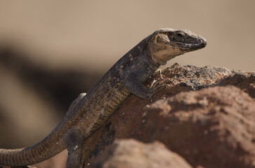 Male Gran Canaria giant lizard Gallotia stehlini. La Garita. Telde. Gran Canaria. Canary Islands. Spain.