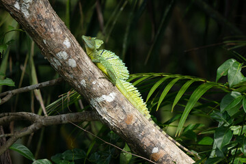 The green basilisk (Basiliscus plumifrons) is a lizard of the iguana family.
