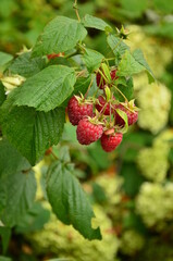 wild raspberry on a branch