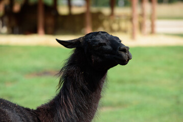 black llama in nature park on sunny day in green grass