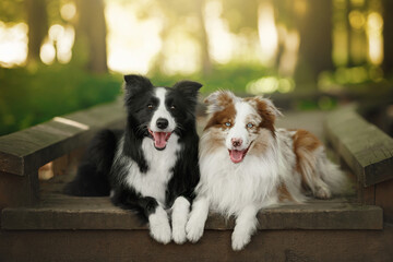 two border collie dogs in morning sunrise green nature park
