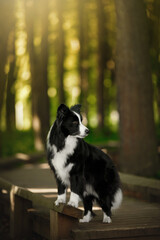 border collie dog stand in morning sunrise green nature park