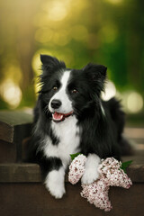 border collie dog lie with purple lilac in morning sunrise green nature park