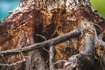 Freigelegte Wutzel einer Eiche