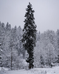 winter forest in the snow
