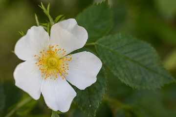 Close-up of a Dog Rose flower (Rosa canina) from which rose hips are harvested in autumn after the rain with water drops.