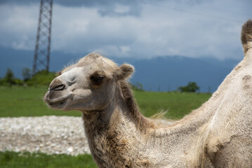 Portrait of a camel against a cloudy sky .