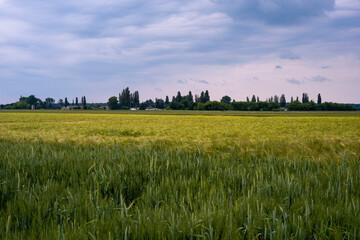 Fototapeta premium green wheat field