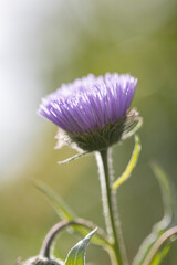 Astra perennial. Beautiful flower abstract background of nature. Astra Alpine. Aster alpinus. Summer landscape. Floriculture, home flower