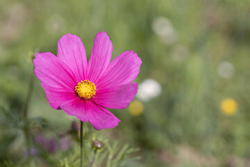 Obraz premium Beautiful pink cosmos flowers (Cosmos Bipinnatus) in the garden. Close up of blooming Cosmos bipinnatus (commonly called the garden cosmos or Mexican aster)