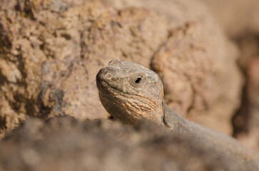 Male Gran Canaria giant lizard Gallotia stehlini. La Garita. Telde. Gran Canaria. Canary Islands. Spain.