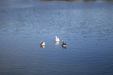 Duck in the lake 