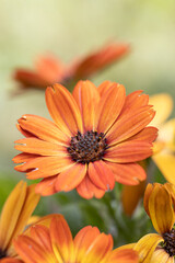 Close-up of a Dog Rose flower (Rosa canina) from which rose hips are harvested in autumn after the rain with water drops.
