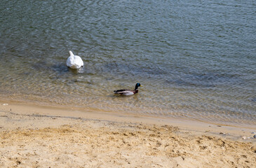 A duck and a goose swim in dark water near a sandy beach.