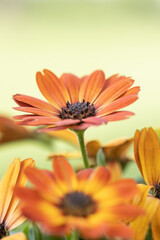close-up of a beautiful orange-red purple osteospermum flower with yellow-bordered petals against a green, blurry background