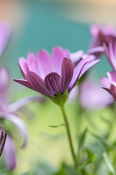 Close up of a beautiful purple osteospermum flower also known as an African Daisy