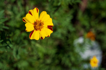 Close-up flower of a yellow rose Tagetes lunulata Ortega