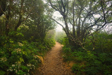 A beautiful footpath in the forest of misty trees at the Craggy gardens Trail by the Blue Ridge Parkway in North Carolina USA - obrazy, fototapety, plakaty