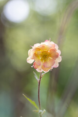 Delicate pink Geum coccineum blooms against a colourful background of a variety of flowers. Single isolated open bloom. 