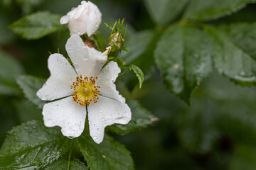 Close-up of a Dog Rose flower (Rosa canina) from which rose hips are harvested in autumn after the rain with water drops.