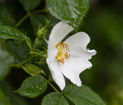 Close-up of a Dog Rose flower (Rosa canina) from which rose hips are harvested in autumn after the rain with water drops.
