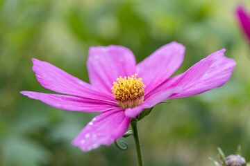 Fototapeta premium Close-up view to tube-petalled Cosmos flower (Cosmos Bipinnatus) with blurred background. Also known as Mexican Aster and Pied Piper. One isolated Pink pollinate flower