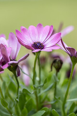 Obraz premium African daisy Osteospermum. Violet colorful flower with a dark blue center on a background of blurry green leaves. Plant for landscaping the garden.
