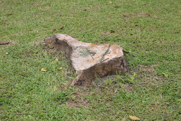 Fototapeta premium tree stump on the lawn