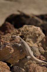 Gran Canaria giant lizard Gallotia stehlini. Male and another one out of focus in the background. La Garita. Gran Canaria. Canary Islands. Spain.