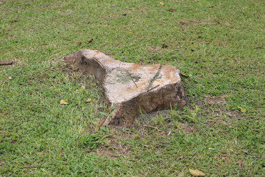 tree stump on the lawn