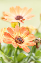 Obraz na płótnie Canvas African daisy Osteospermum. Orange colorful flower with a dark blue center on a background of blurry green leaves. Plant for landscaping the garden.