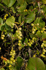 Fruits and leaves of seagrape Coccoloba uvifera. La Garita. Telde. Gran Canaria. Canary Islands. Spain.
