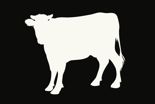 Silhouette of a cow. Cattle. Circuit. Farm. Bull. Black and white drawing by hand. Cow on black background.