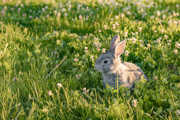 cute gray animal funny bunny on a background of green grass and clovers in the afternoon in summer