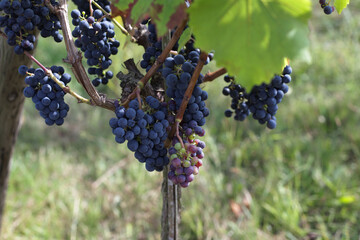 Dark grape on branches of green tree in garden to make wine for winery.