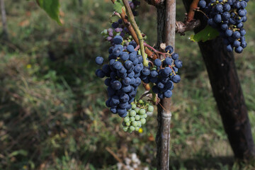 Dark grape on branches of green tree in garden to make wine for winery.