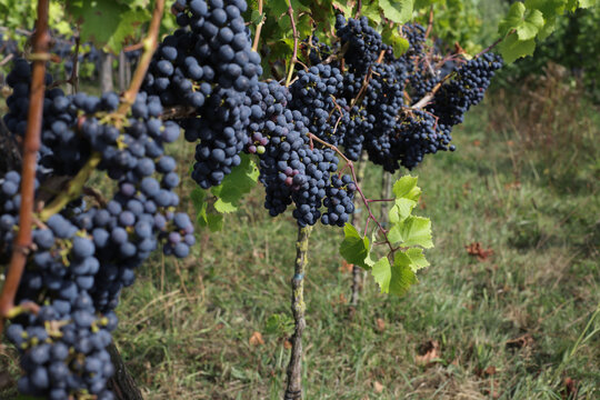 Dark grape on branches of green tree in garden to make wine for winery.