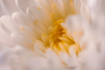 White and Yellow Chrysanthemum Flower close-up