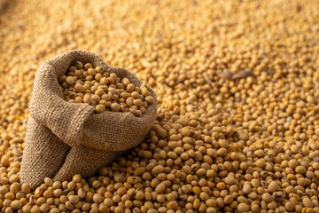 Burlap sack with soy on soy bean background closeup