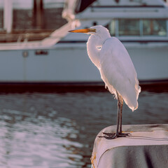 Intermediate Egret (Ardea intermedia)